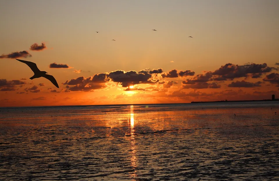 Meeuw tegen een zonsondergang boven het wad
